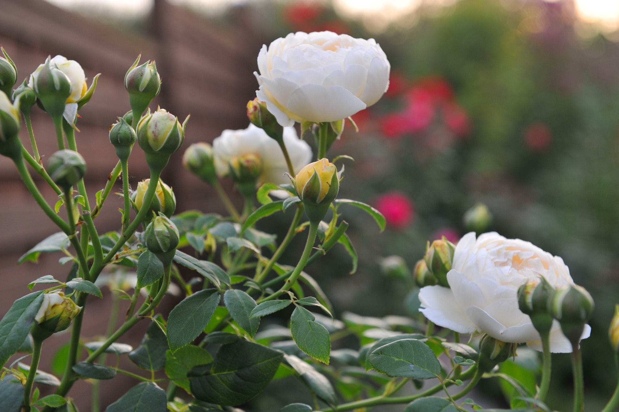 Ros 'Claire Austin®'